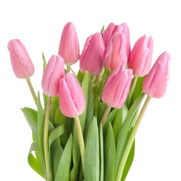 Buquê de tulipas isolado — Fotografia de Stock