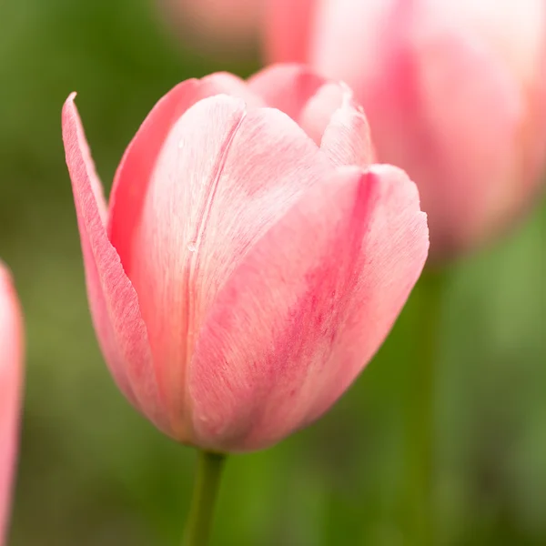 Rosa Tulpen im Freien — Stockfoto