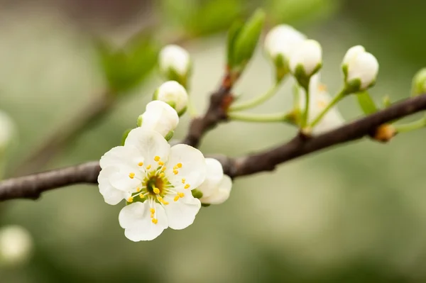 Blommande körsbärsträd — Stockfoto