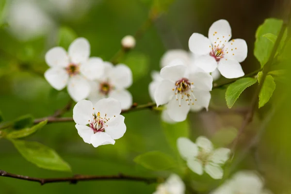 Blommande körsbärsträd — Stockfoto