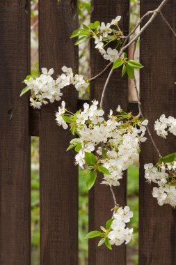 Çiçek açan kiraz ağacı
