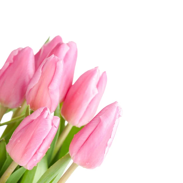 Buquê de tulipas isolado — Fotografia de Stock