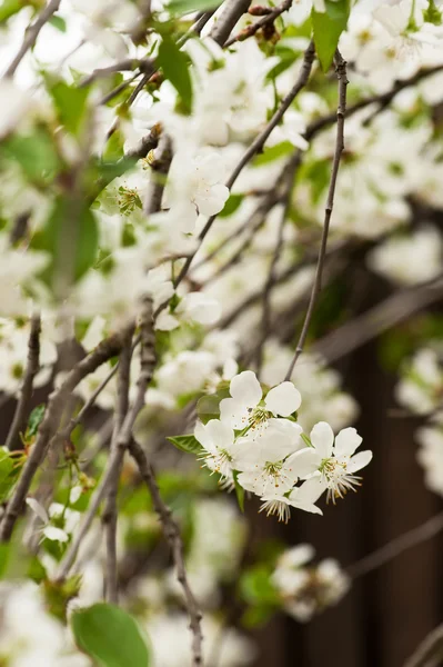 Blooming cherry tree — Stock Photo, Image