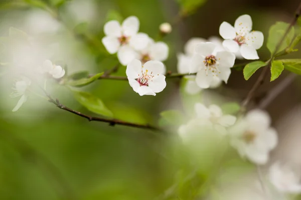 Blooming cherry tree — Stock Photo, Image