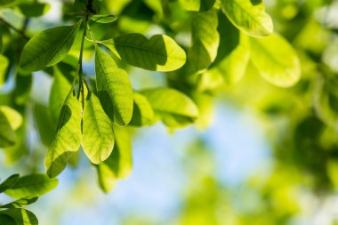 yeşil yapraklar arkaplan