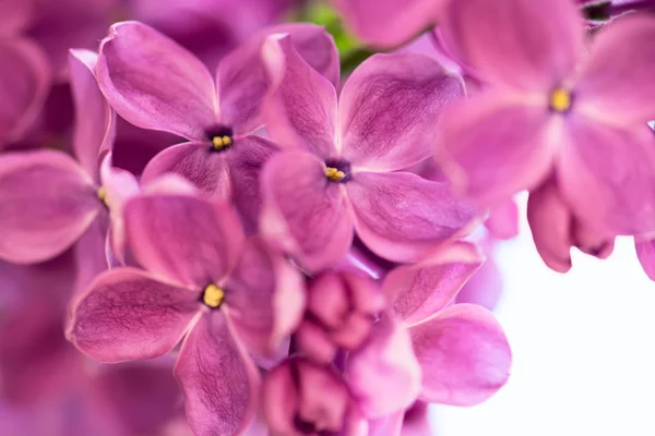 紫色のライラックのクローズ アップ — ストック写真