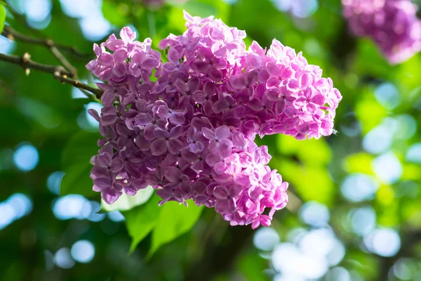 Fiori lilla viola — Foto Stock