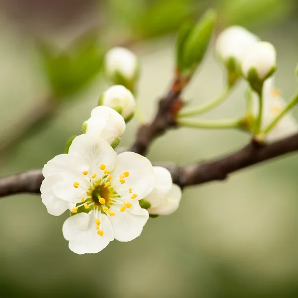 Blooming cherry tree — Stock Photo, Image