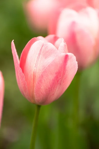 Tulipes roses à l'extérieur — Photo