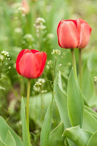 Červené tulipánové květiny — Stock fotografie