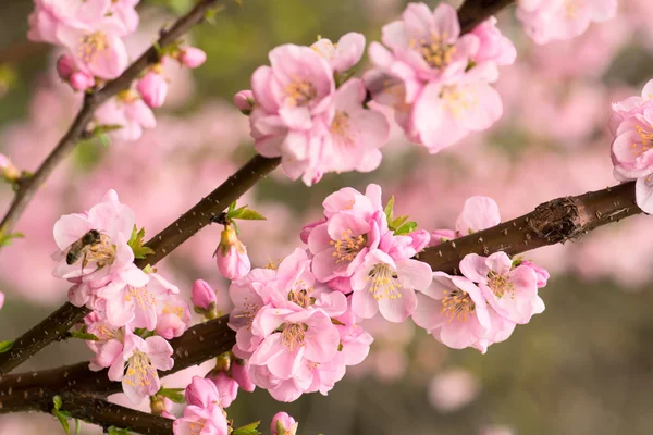 Pembe kiraz çiçeği. — Stok fotoğraf