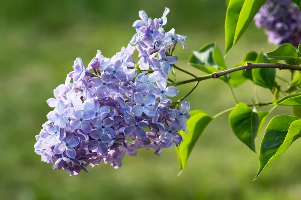 Fleurs lilas bleues — Photo