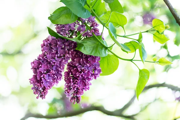 Fiori lilla viola — Foto Stock