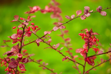 Kızamık meyveleri arka plan