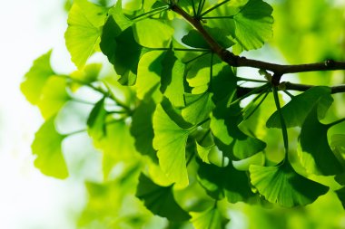 Yeşil ginkgo biloba yaprakları