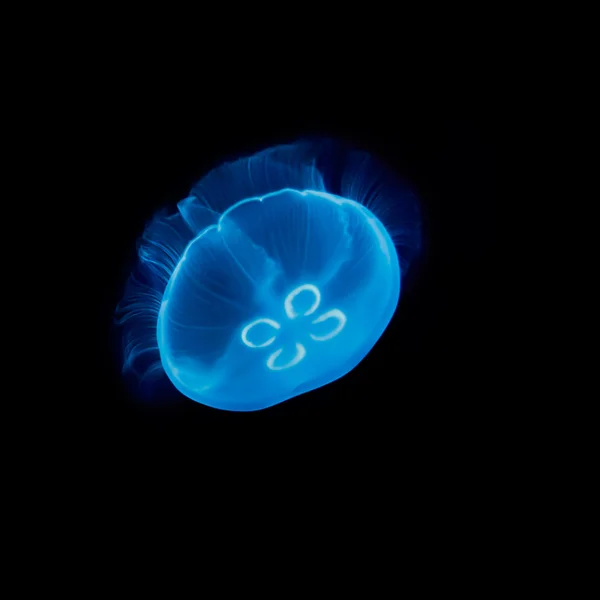 电动蓝色的水母 — 图库照片