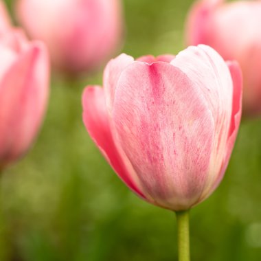 Pembe Lale açık havada