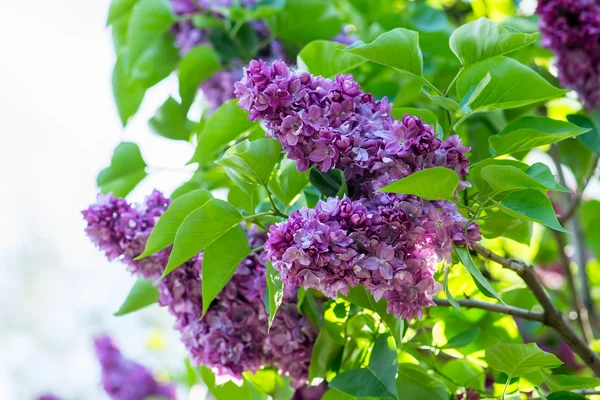 Fleurs lilas violettes — Photo