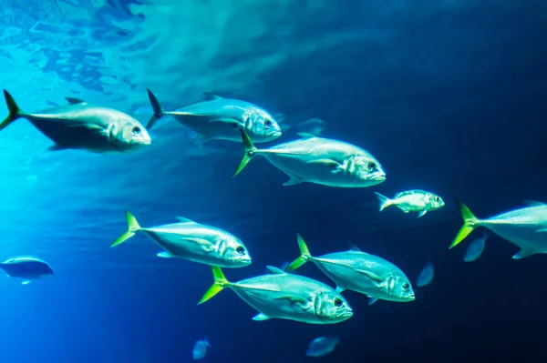 Escola de peixes — Fotografia de Stock