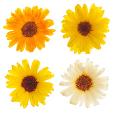 izole calendula çiçekler 