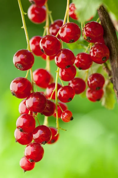 Red currants outsoors — Stock Photo, Image