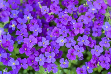 Flowerbed of Aubrietia clipart