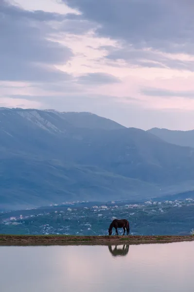 孤独な馬の放牧 — ストック写真
