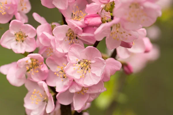 Flor de cerezo rosa — Foto de Stock