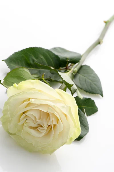 Trandafir alb — Fotografie, imagine de stoc