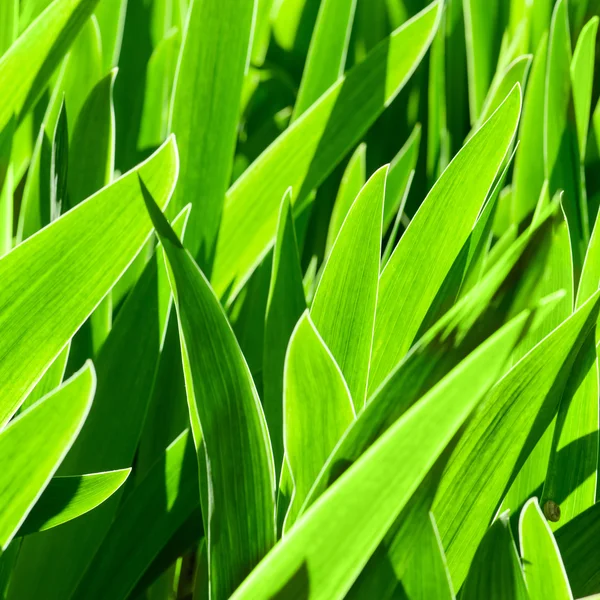 Hojas verdes fondo —  Fotos de Stock