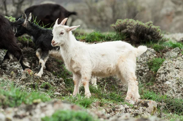 Ifjú fehér kecske — Stock Fotó