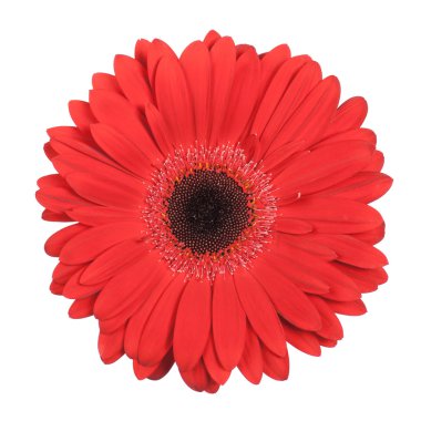 izole kırmızı gerbera