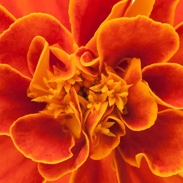 Franska marigold bakgrund — Stockfoto