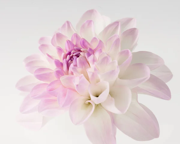 Vit dahlia närbild — Stockfoto