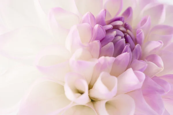 Dahlia branco close-up — Fotografia de Stock
