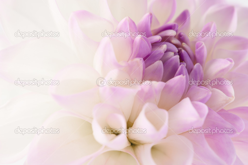 White dahlia close-up