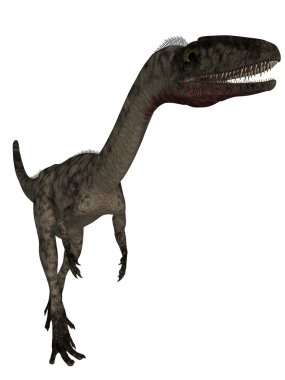 Coelophysis