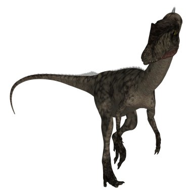 Coelophysis