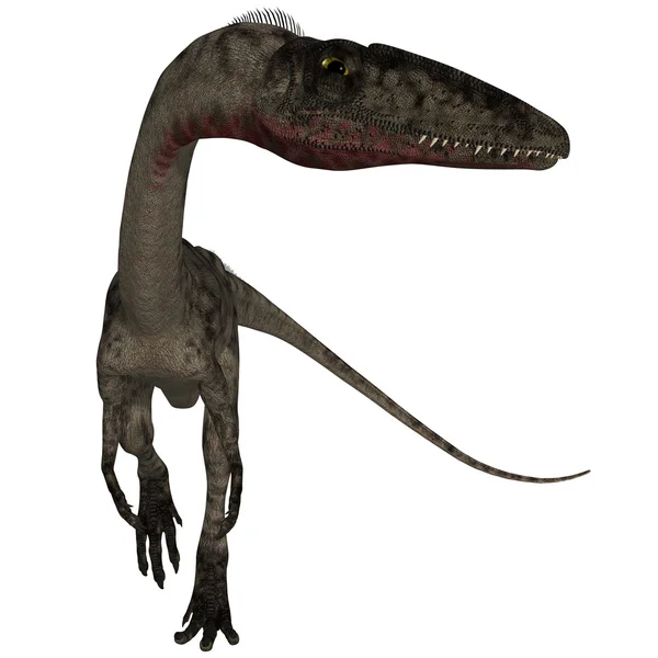 Coelophysis — 스톡 사진