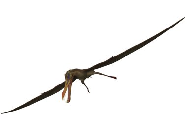 anhanguera - 3d dinazor