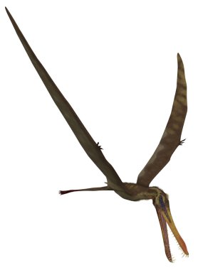 anhanguera - 3d dinazor
