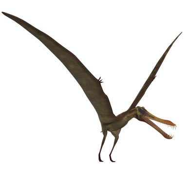 anhanguera - 3d dinazor