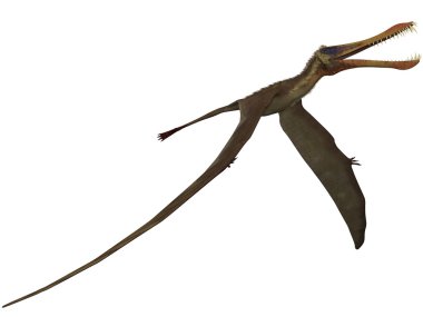 anhanguera - 3d dinazor