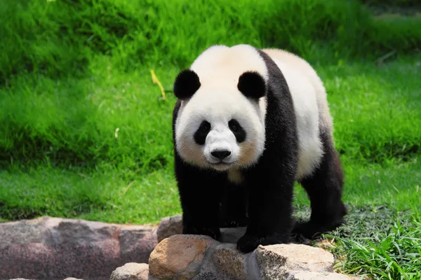 Panda engraçado — Fotografia de Stock