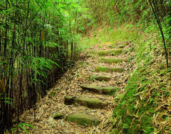 Wandelpad in bamboebos — Stockfoto