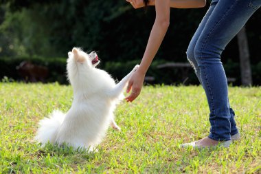 kadın köpeğini eğitmek