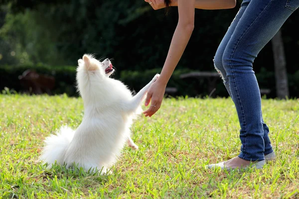 Kvinna tränar sin hund — Stockfoto