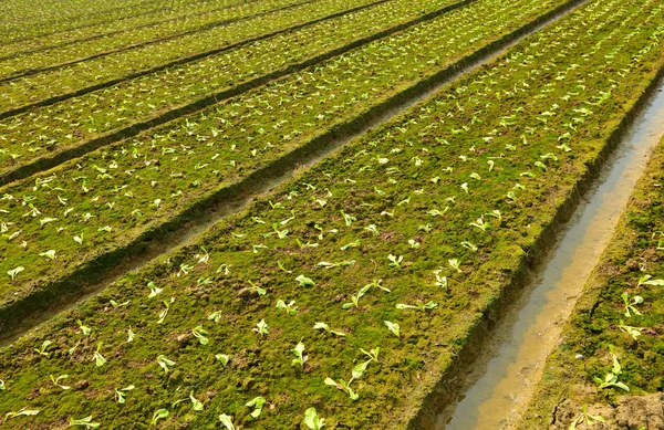 Campo agrícola — Fotografia de Stock