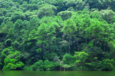 yeşil bir ağaç göl