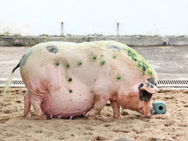 Смішні свиня — стокове фото